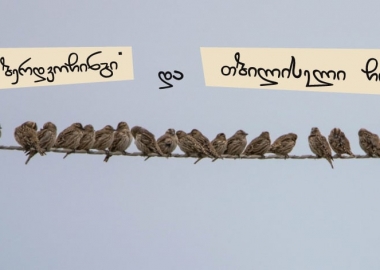 ბერდვოჩინგი (Birdwatching) და „თბილისელი“ ჩიტები