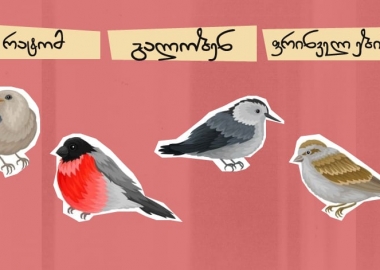 რატომ გალობენ ფრინველები?... - ინტერვიუ ნიკა ბუდაღაშვილთან