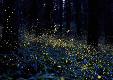 დღეს მცხოვრები ადამიანები შესაძლოა უკანასკნელი იყვნენ, ვინც ციცინათელები იხილა